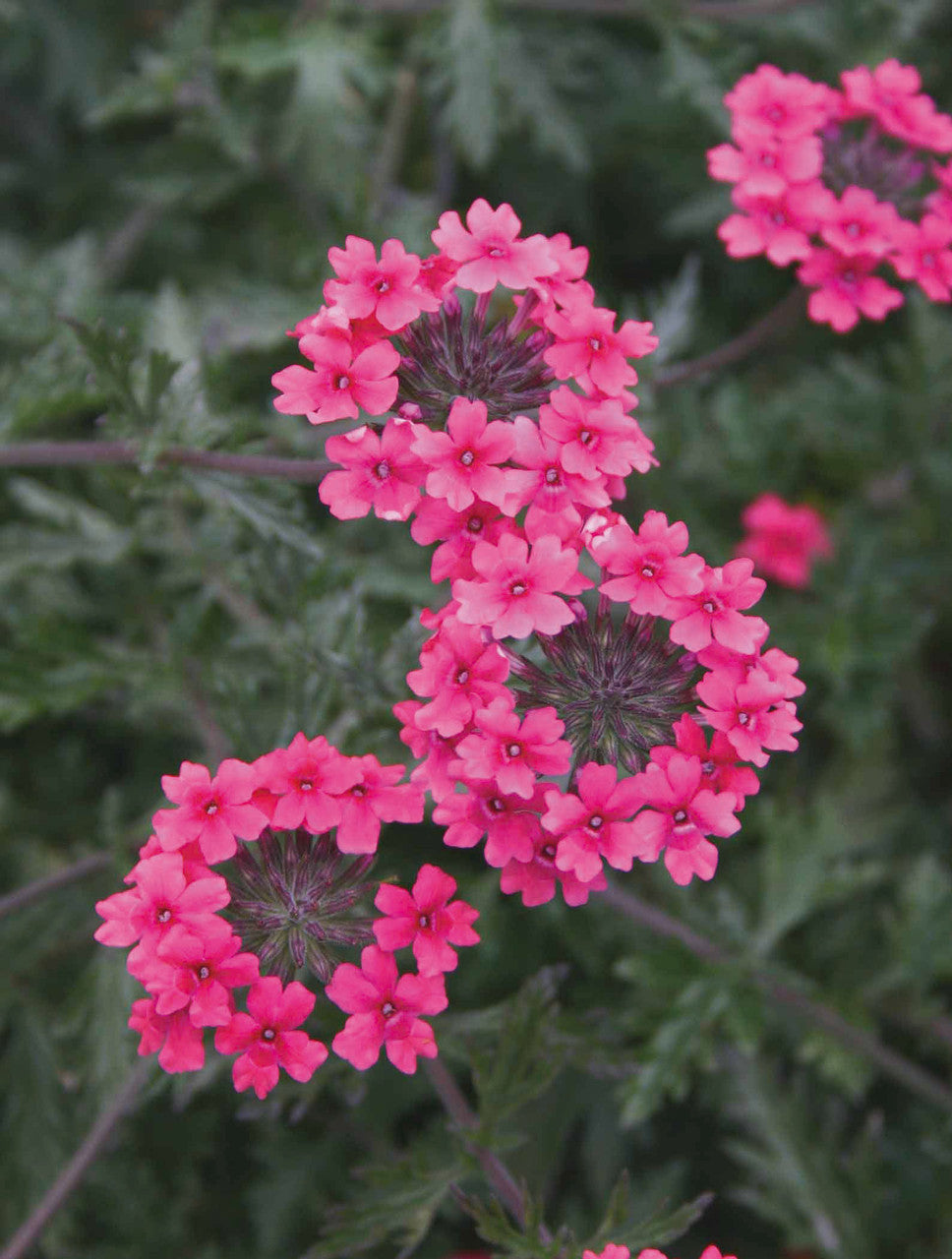 Sarah Raven Plants Verbena Sissinghurst Pflanze 3x9cm pink