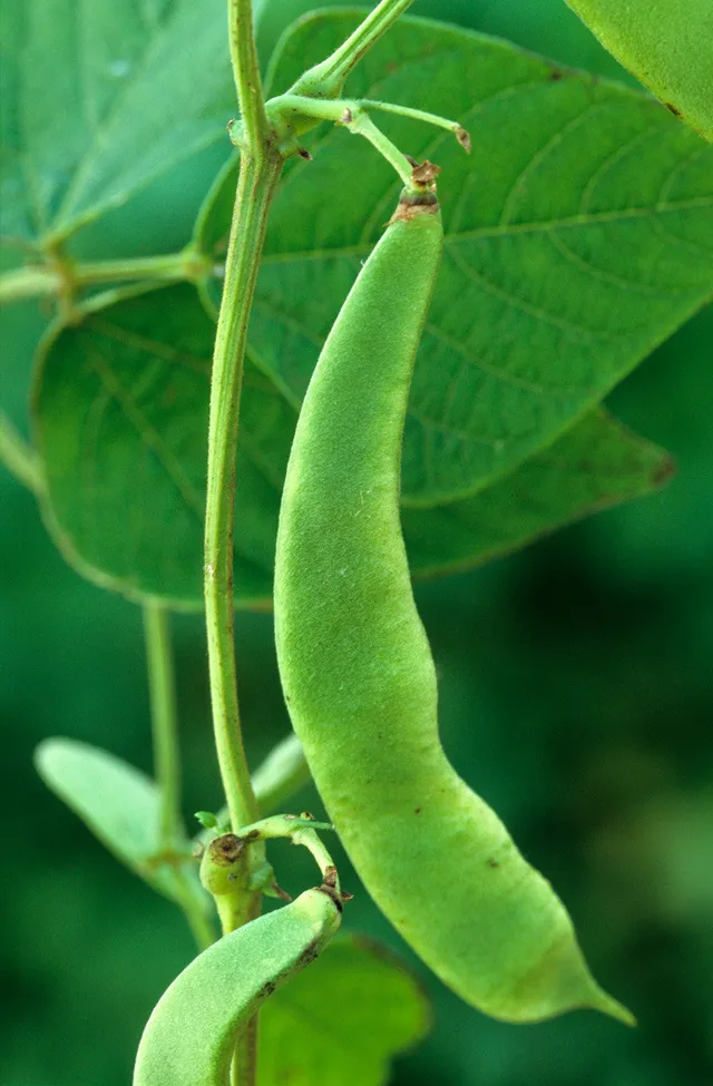Sarah Raven Seeds Stangenbohne Polestar Samen 40 Stück rankend