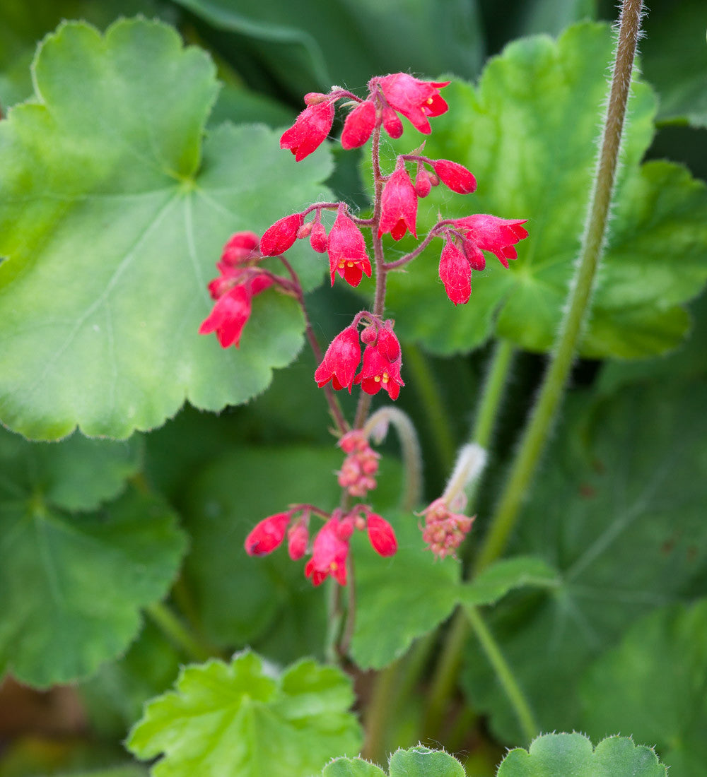 Sarah Raven Plants Heuchera Leuchtkafer Pflanze 3x9cm rot