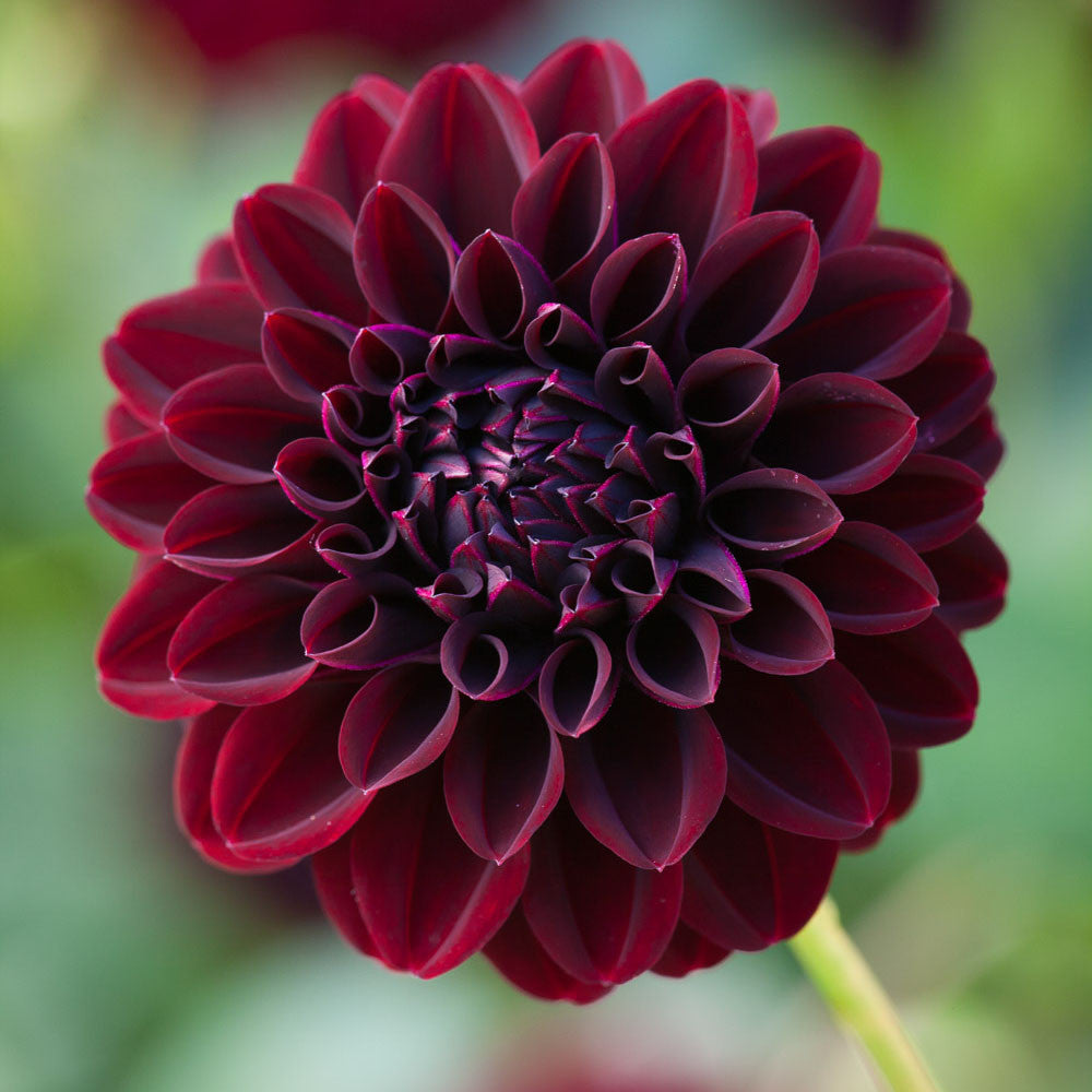 Sarah Raven Bulbs Dahlia La Recoleta Knolle 1 Stück dunkel