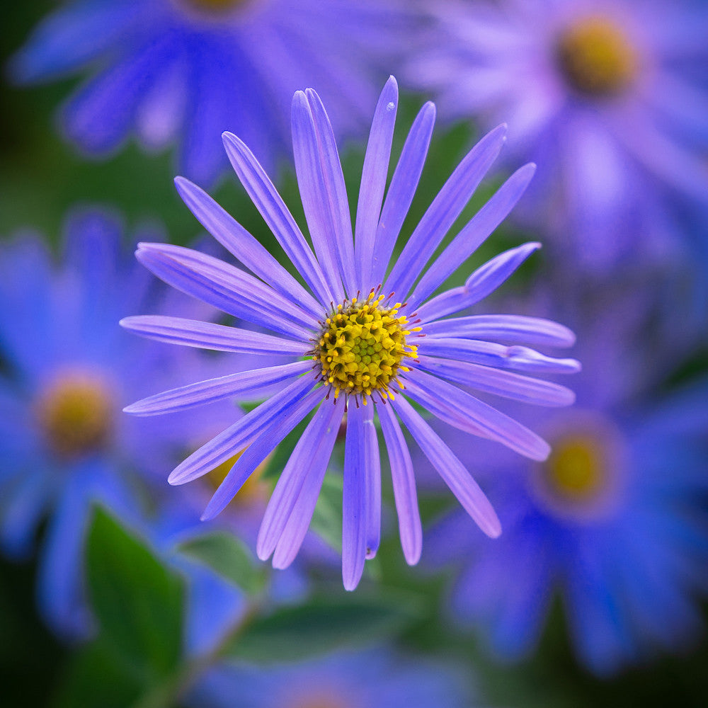 Sarah Raven Plants Anemonen und Astern Pflanzen 6 Töpfe Herbst