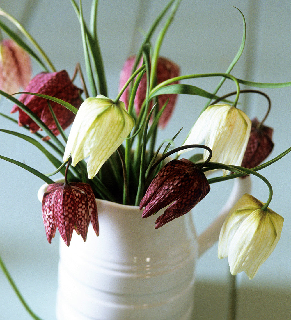 Sarah Raven Fritillaria meleagris Blumenzwiebeln 40 Stück Plum & White