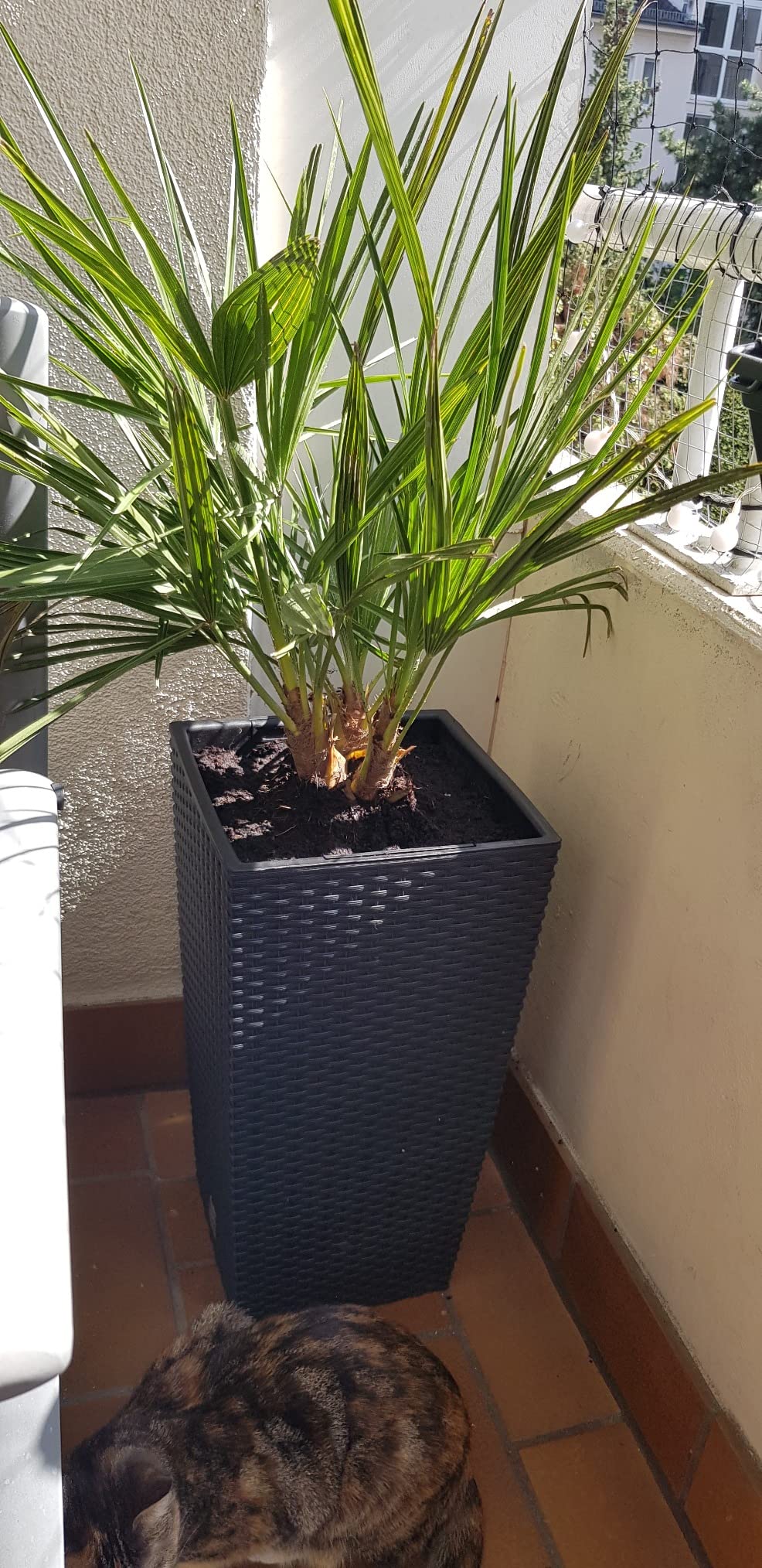 Prosperplast Rato Square Blumentopf Weiß Rattan 26,5x50cm