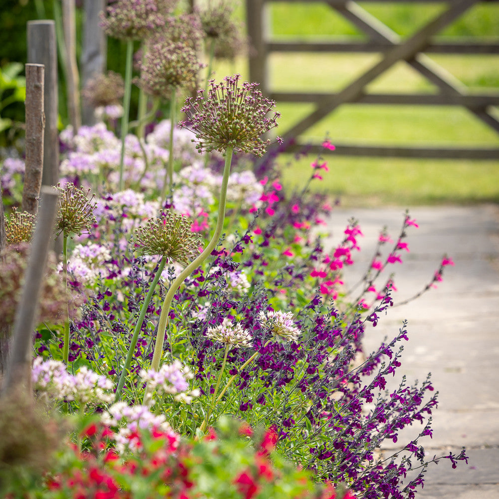 Sarah Raven Border Edge Allium Blumenzwiebeln 30 Stück