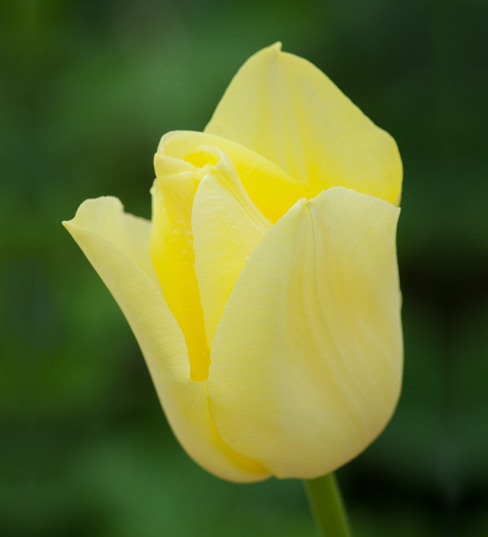 Sarah Raven Bulbs Tulpe World Friendship Blumenzwiebeln 10 Zwiebeln gelb
