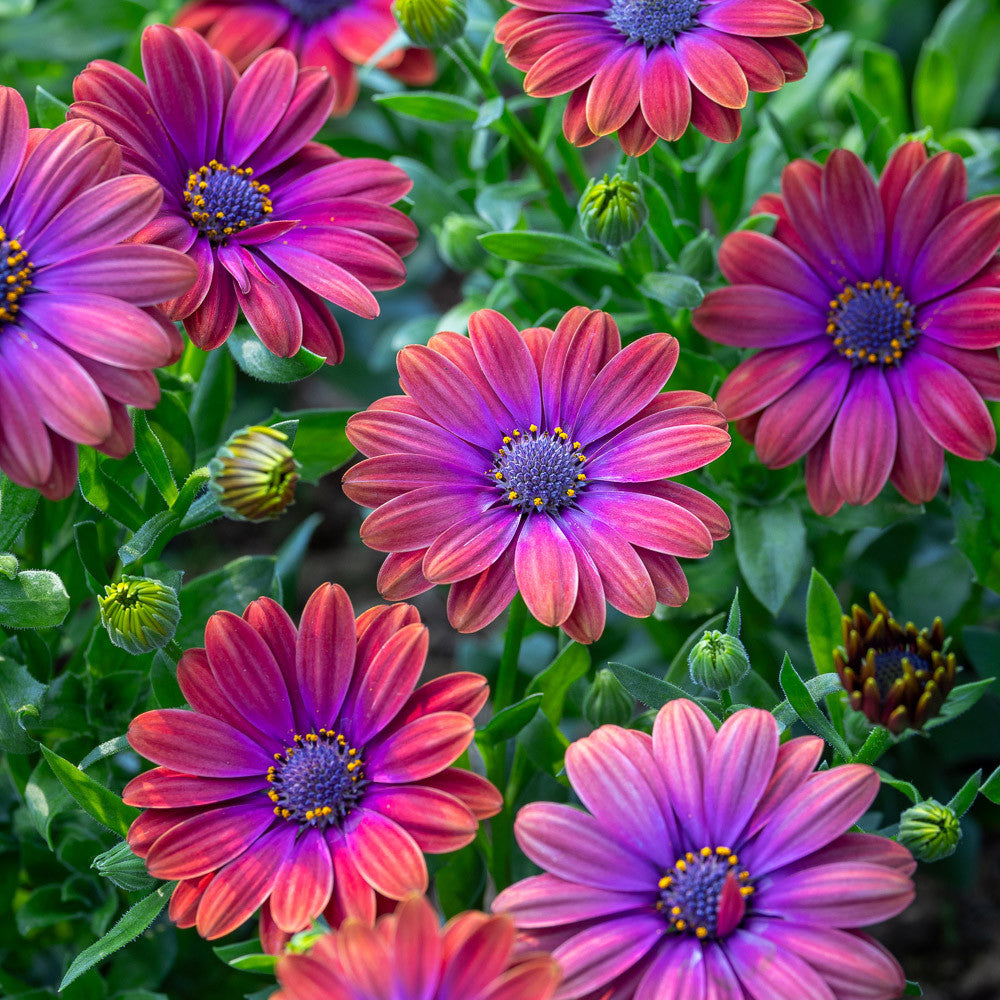 Sarah Raven Plants Osteospermum Dalina Purple Outback 3x9cm lila