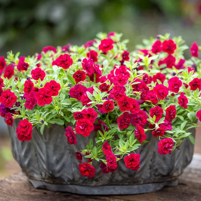 Sarah Raven Leaf Planters Pflanztopf 3er-Set Metall rost