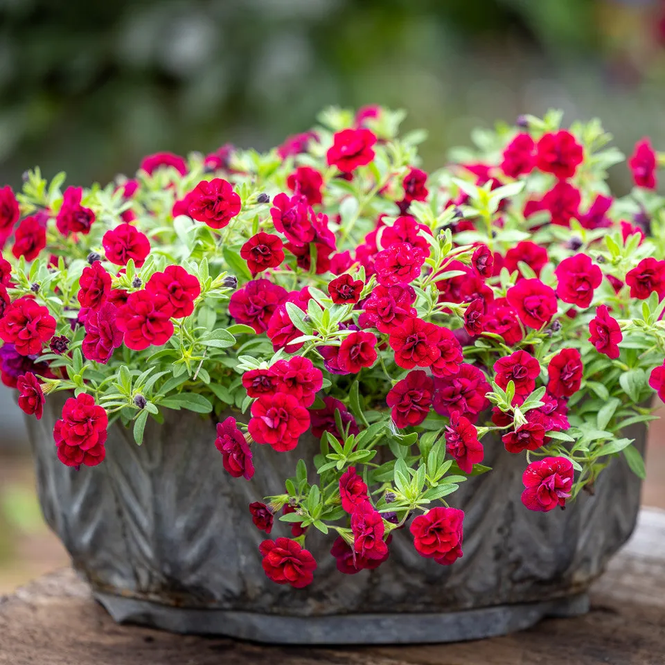 Sarah Raven Leaf Planters Pflanztopf 3er-Set Metall rost
