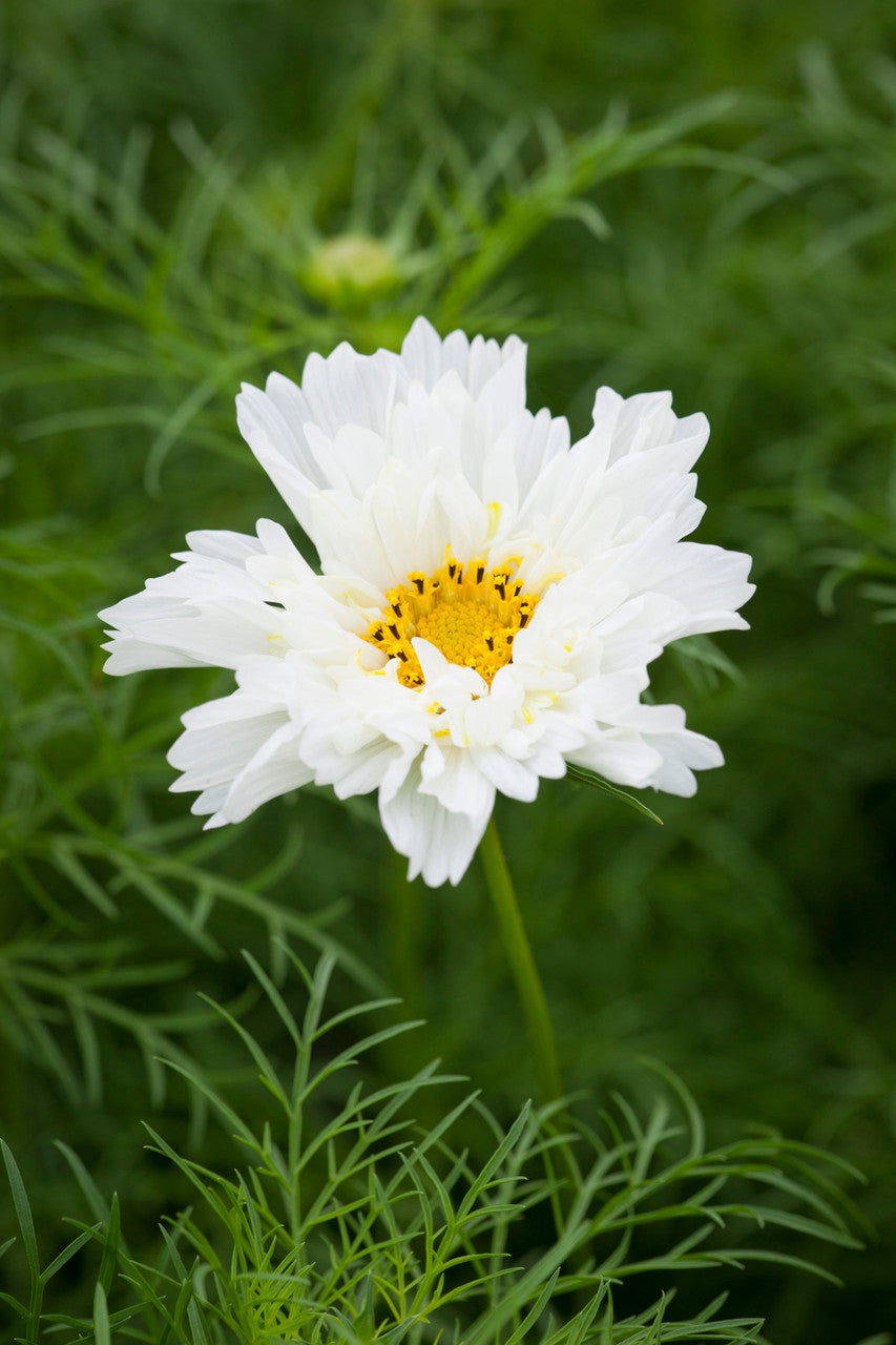 Sarah Raven Seeds Cosmos Fizzy White Blumensamen 50 Samen weiß