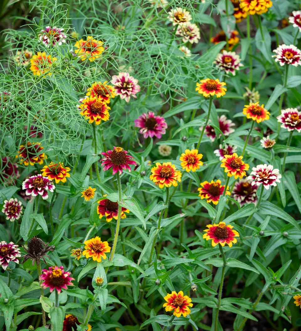 Sarah Raven Plants Zinnia haageana Jazzy Mixture Samen 75 lang haltbar
