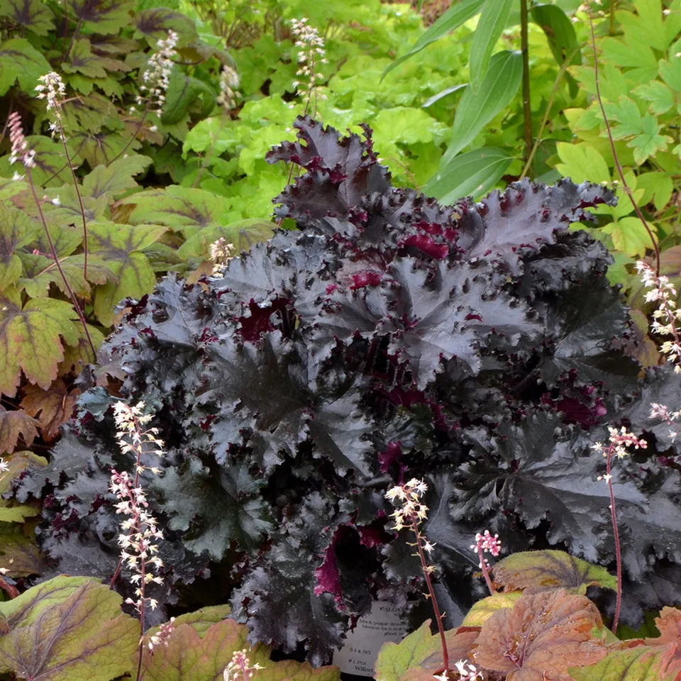 Sarah Raven Plants Heuchera Black Taffeta Pflanze 3x9cm