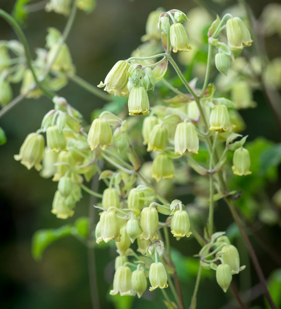 Sarah Raven Clematis rehderiana Pflanze 2 Liter Topf Gelb