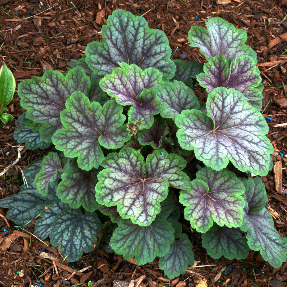 Sarah Raven Plants Heuchera Green Spice Purpurglöckchen 3x9cm silber