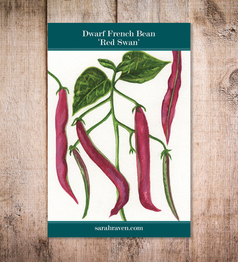 Sarah Raven Seeds Dwarf French Bean Red Swan Bohnensamen 100 Samen rot