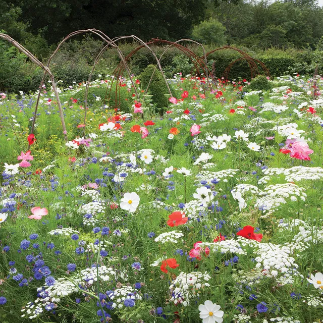 Sarah Raven Ultimate Flower Meadow Mix Blumensamen 6 g