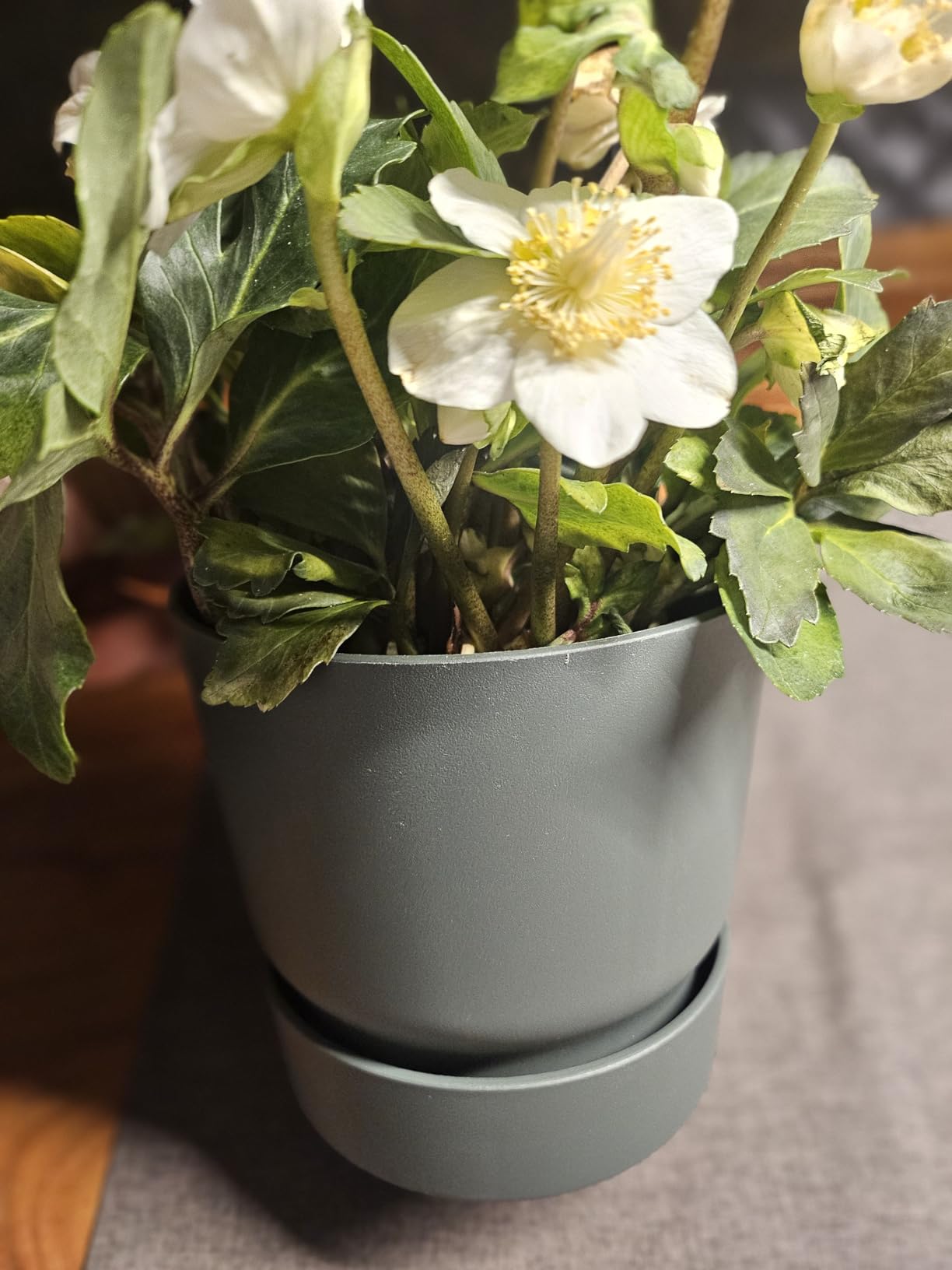 elho Greenville Rund 25 cm Blumentopf Living Schwarz frostbeständig