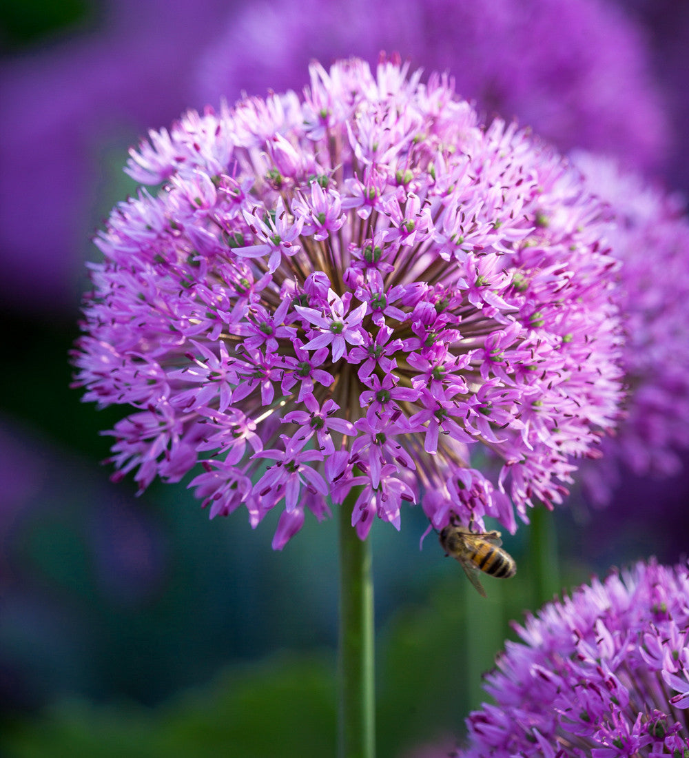Sarah Raven Bulbs Allium Purple Sensation Zwiebel 15 Stück