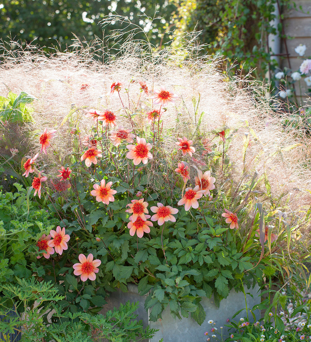 Sarah Raven Panicum Sparkling Fountain Samen 25 Stück Ziergras