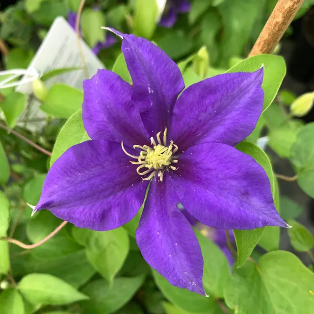 Sarah Raven Clematis Olympia Pflanze 3 Liter Topf blau
