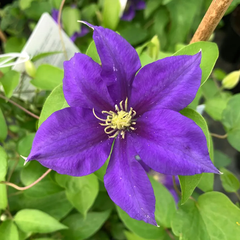 Sarah Raven Clematis Olympia Pflanze 3 Liter Topf blau
