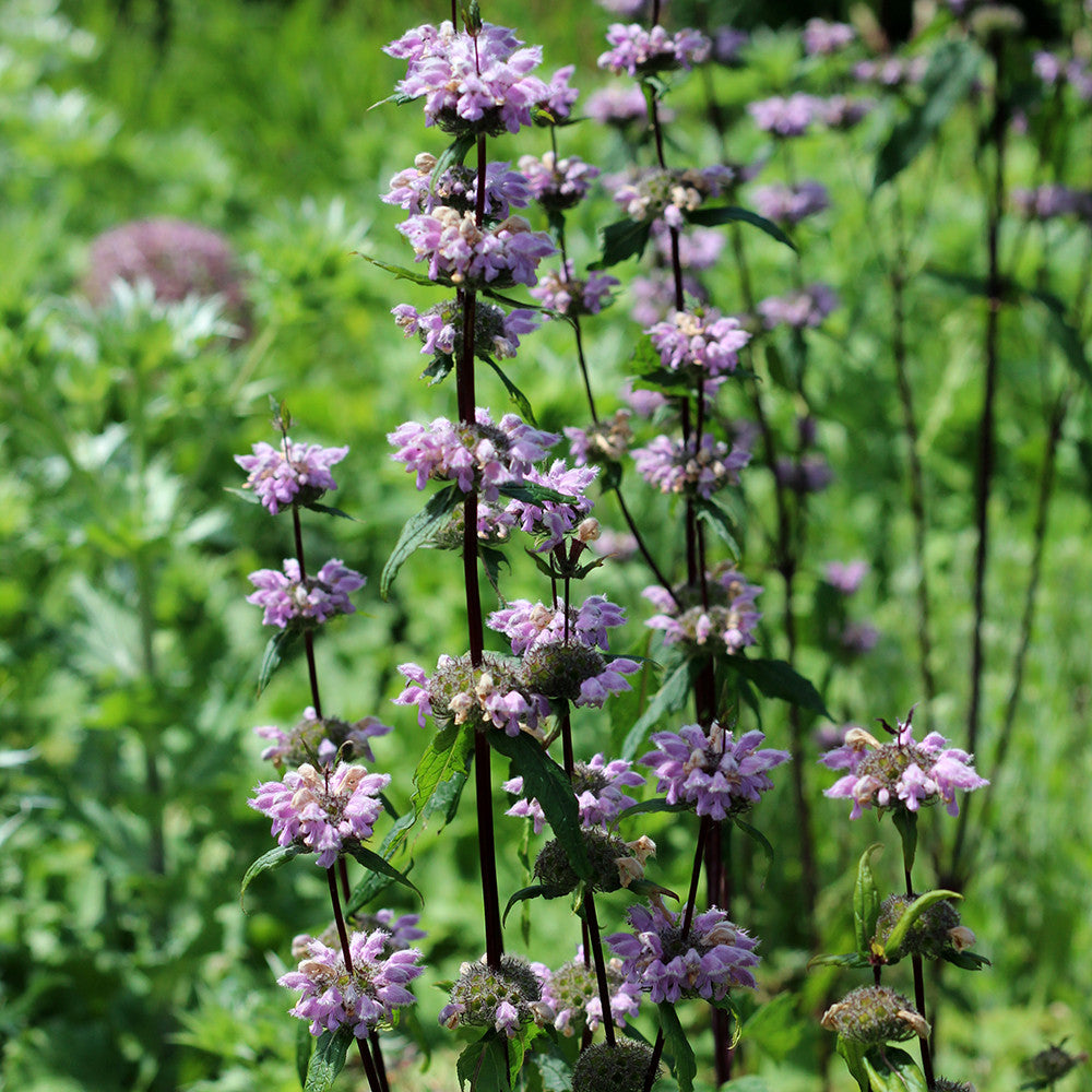 Sarah Raven Plants Phlomis tuberosa Amazone Staude 3x 9cm trockenfest
