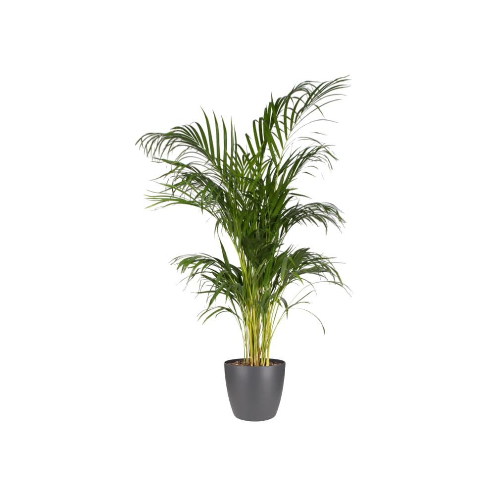 elho Brussels Blumentopf Rund 25 2er Set anthrazit 25cm