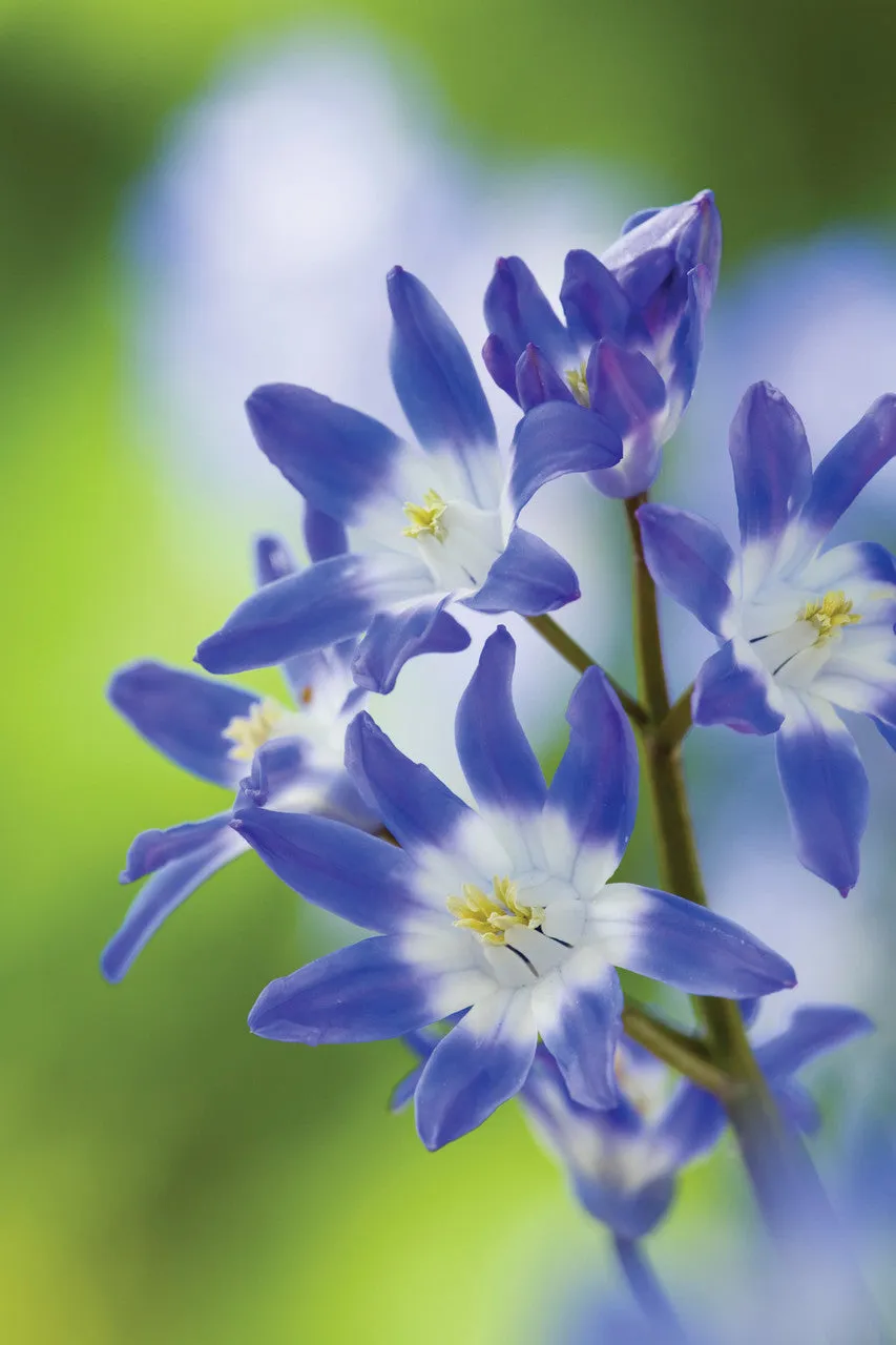 Sarah Raven Bulbs Chionodoxa forbesii Blumenzwiebeln 50 Stück blau