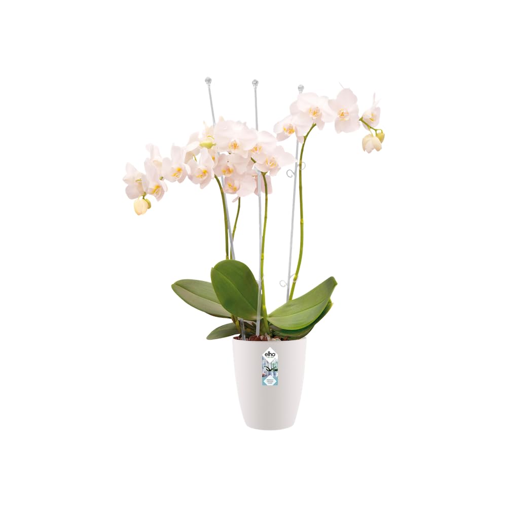 elho Brussels Orchidee Hoch 12,5 Blumentopf Weiss für innen