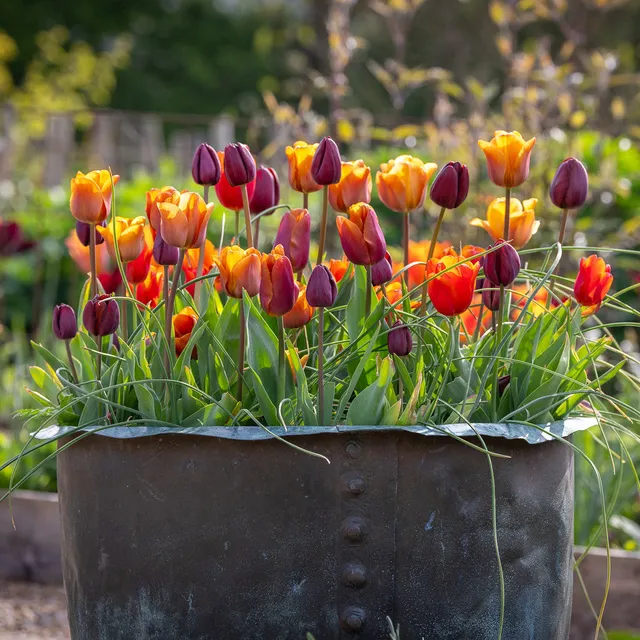 Sarah Raven Bulbs Kahlua Tulip Collection Blumenzwiebeln 40 Stück
