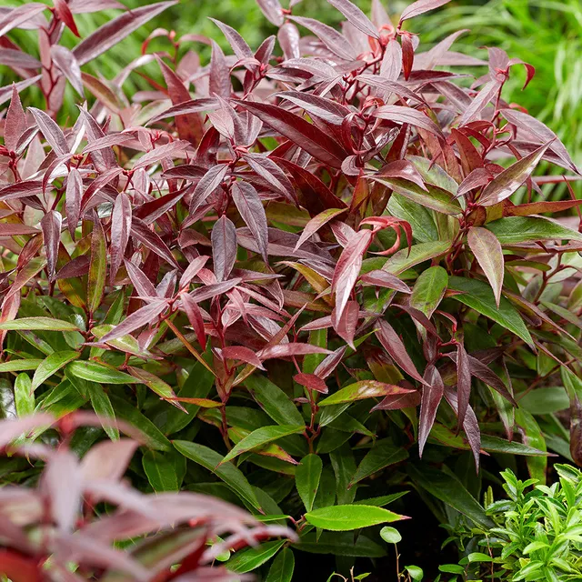 Sarah Raven Leucothoe Burning Love Pflanze 2L immergrün