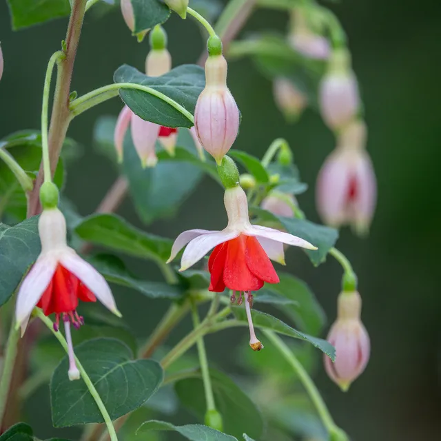 Sarah Raven Plants Fuchsie Mandarin Cream 3x9cm Dauerblüher