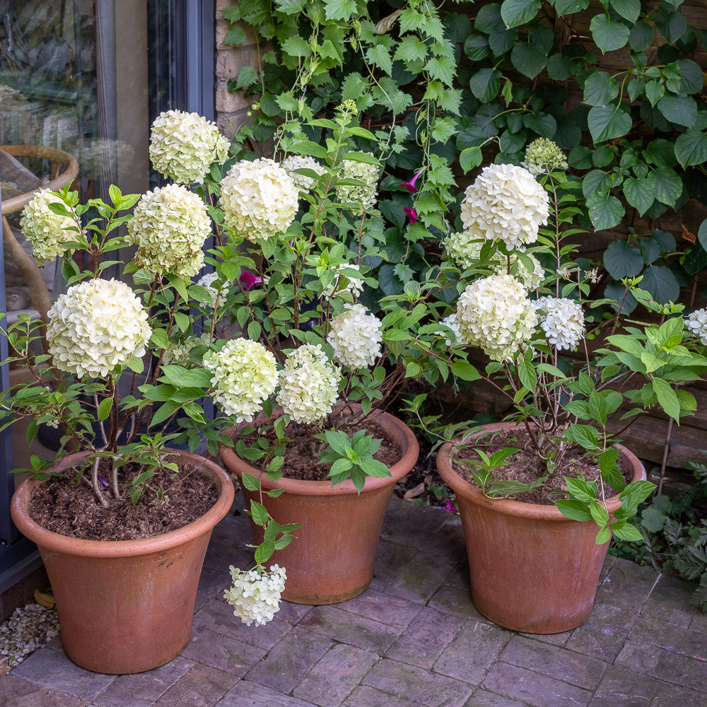 Sarah Raven Hortensie Skyfall Pflanze 2 Liter Rispe