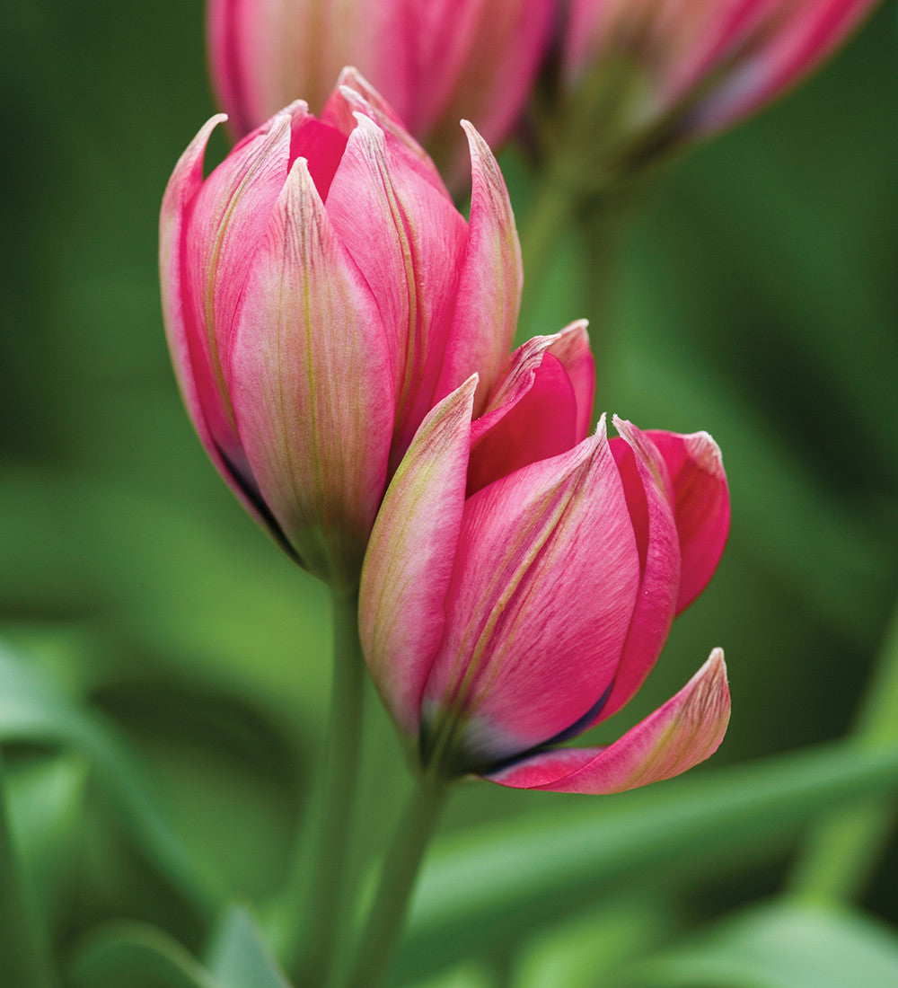 Sarah Raven Bulbs Tulip hageri Little Beauty Tulpenzwiebeln 10 Stück