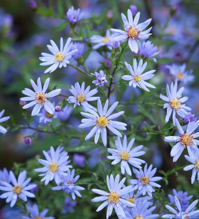 Sarah Raven Symphyotrichum Little Carlow 3x9cm blau